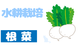 水耕栽培_根菜