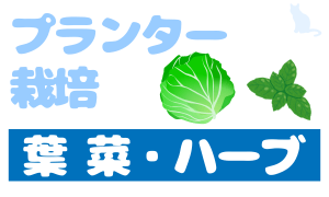 プランター栽培_葉菜・ハーブ