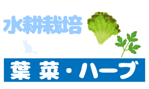 水耕栽培_葉菜・ハーブ