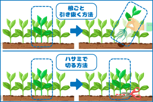 プランター栽培☆初心者でも簡単!間引きのやり方とタイミング | くらこま 初心者 簡単 家庭菜園